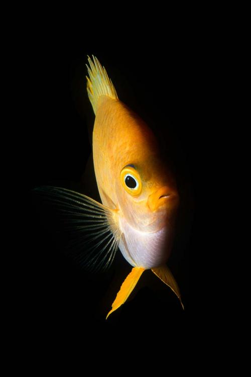 Lemon Damselfish